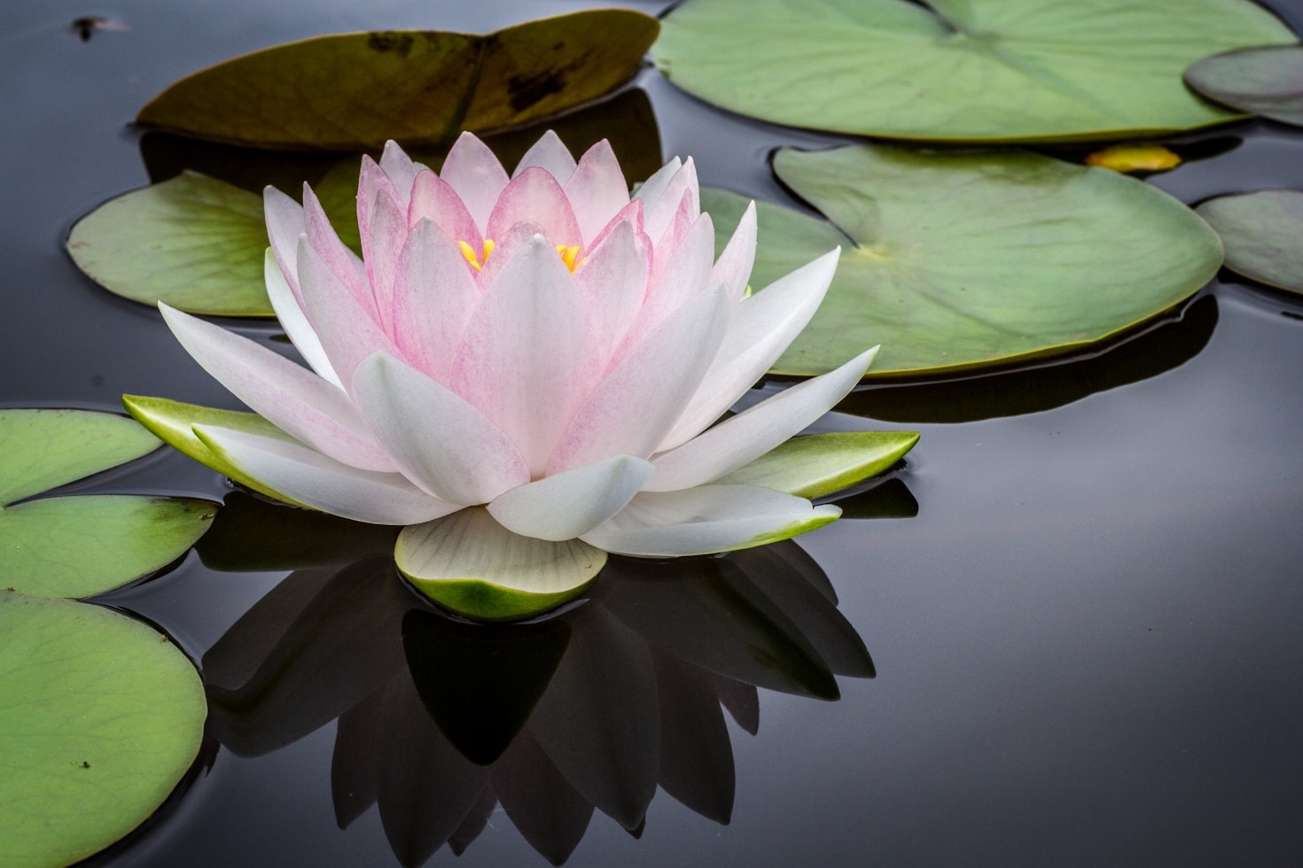 Understanding the Principles of Traditional Healing